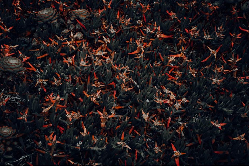 Canon 2000D + EF-S 18-55 mm